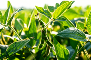 Ripe green soybean pods growing on a plant for bio-based plasticizer raw materials.